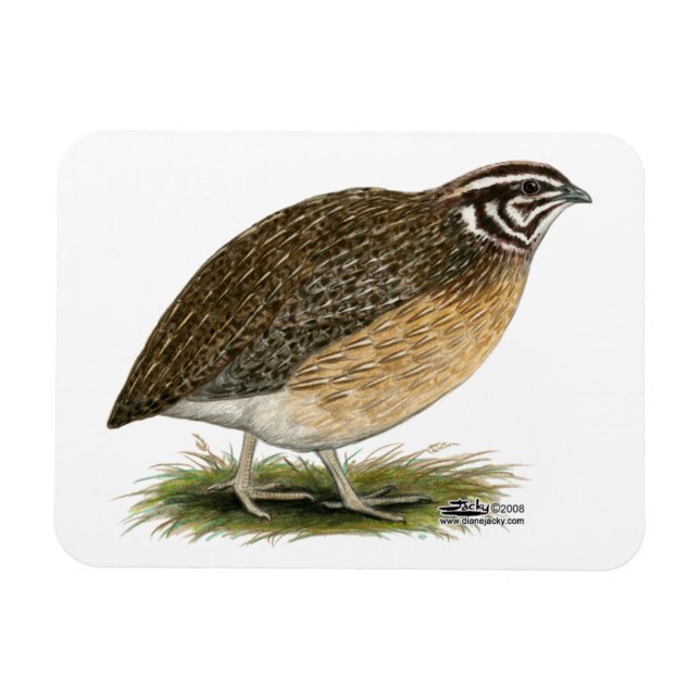Íman Codorniz do faraó do Coturnix (Horizontal)