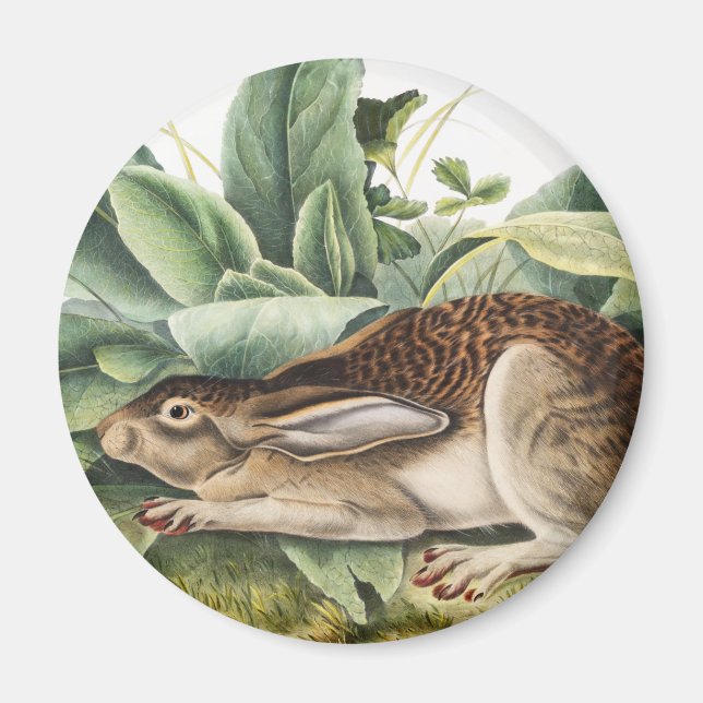 Íman Coelho da lebre de cauda negra (Lepus negricaudatu (Frente)