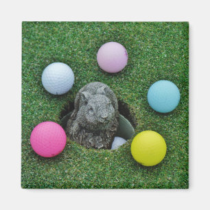 Íman Coelho e bolas de golfe coloridas