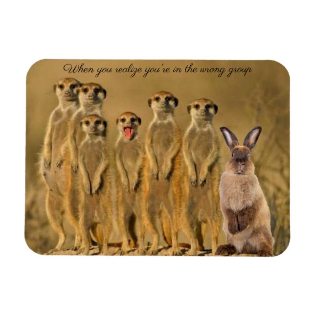 Íman Coelho Engraçado Meerkat Magnet (Horizontal)