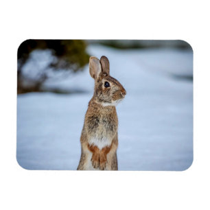 Íman Coelho na neve