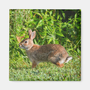Íman Coelho Rabbit Wildlife Green Nature Square Magnet