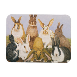 Íman Coelhos afortunados