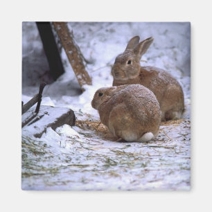 Íman Coelhos da neve