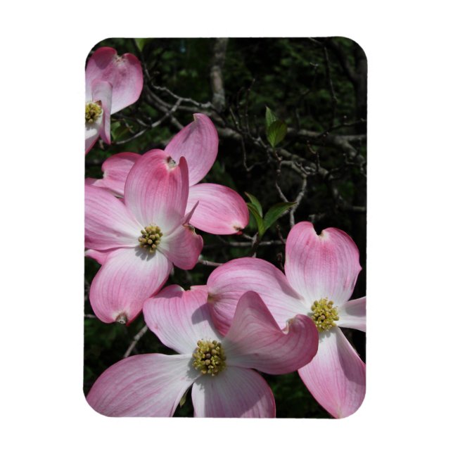 Íman Cogninho Rosa (Vertical)