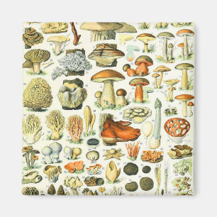 Íman cogumelo Adolphe Millot