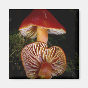 Íman Cogumelo de Waxcap