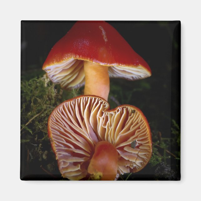 Íman Cogumelo de Waxcap (Frente)