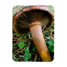 Íman Cogumelo Marrom em Trevo Verde