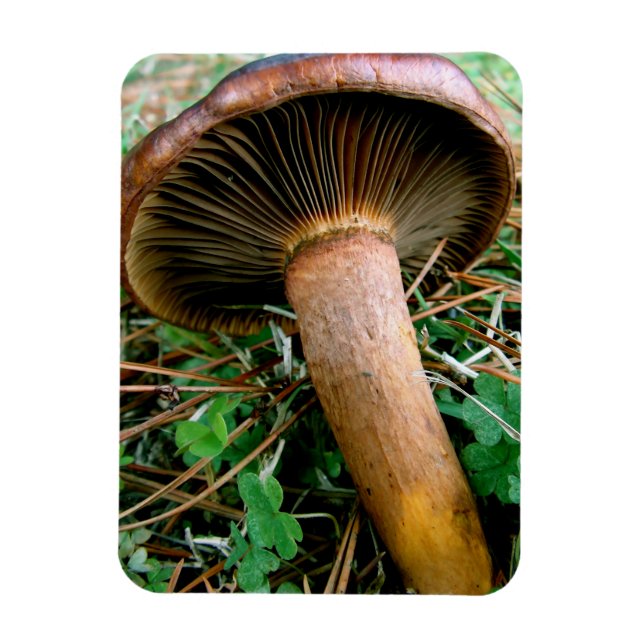 Íman Cogumelo Marrom em Trevo Verde (Vertical)