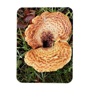 Íman Cogumelo na Floresta