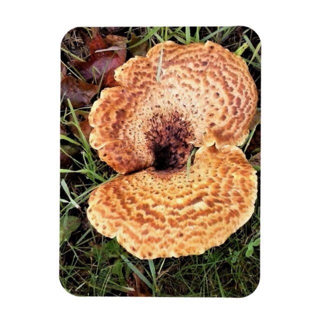 Íman Cogumelo na Floresta (Vertical)