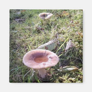 Íman Cogumelo noroeste pacífico do Russula