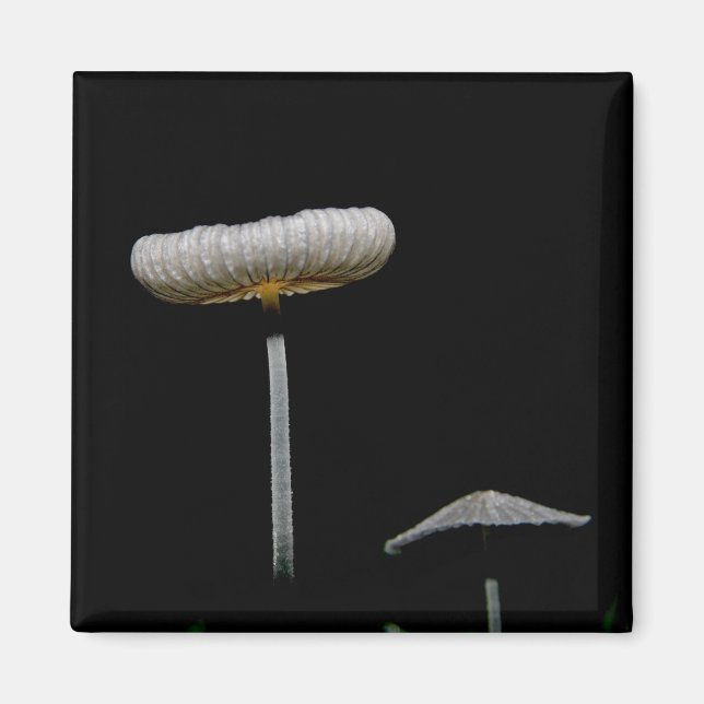 Íman Cogumelos (Frente)