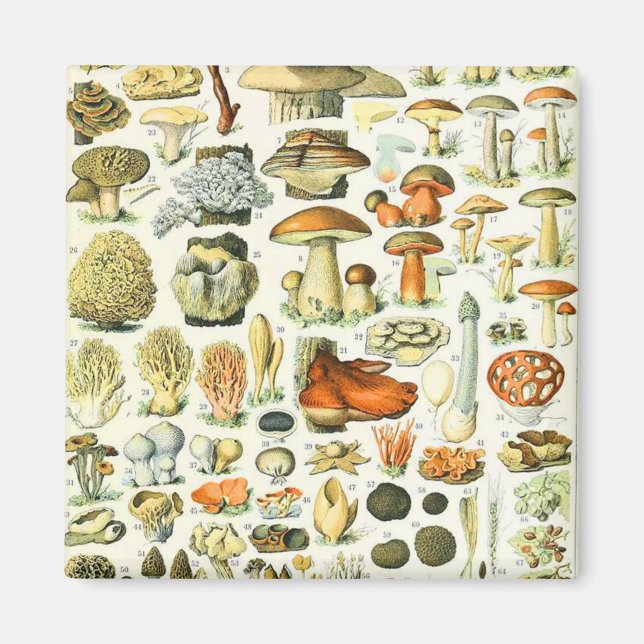 Íman Cogumelos Adolphe Millot (Frente)