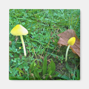 Íman Cogumelos Amarelos Pequenos