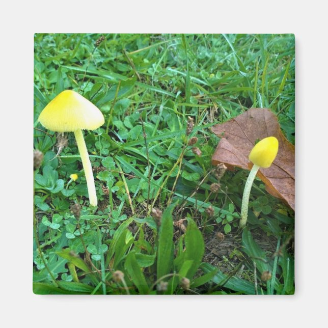Íman Cogumelos Amarelos Pequenos (Frente)