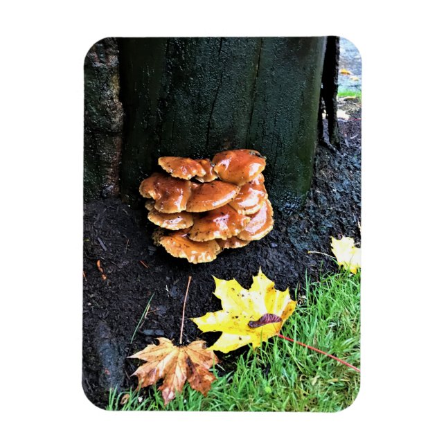 Íman Cogumelos em uma árvore, Oregon (Vertical)