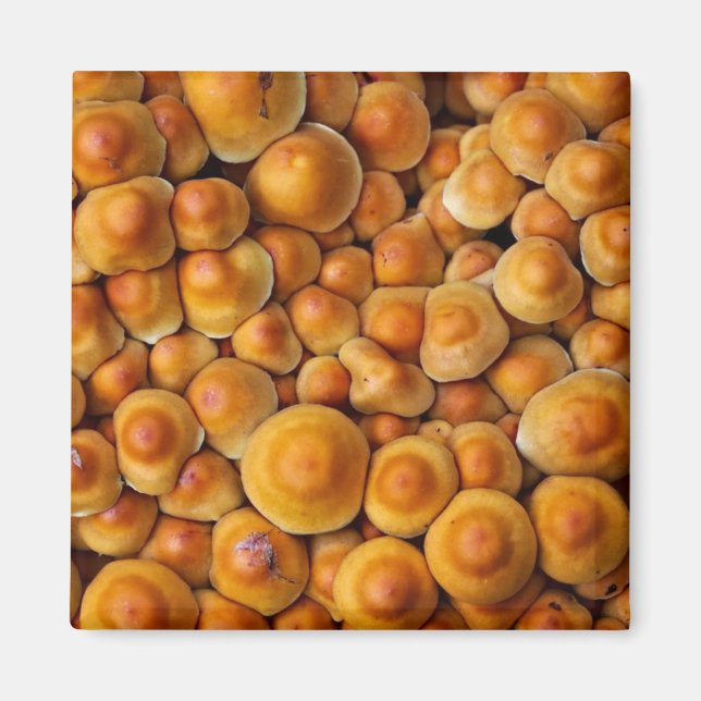 Íman Cogumelos Fungus (Frente)