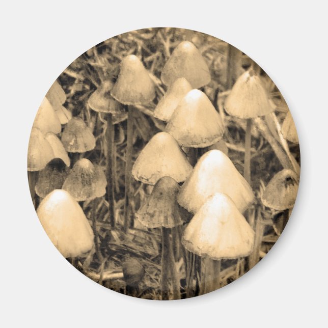 Íman Cogumelos na Sépia (Frente)