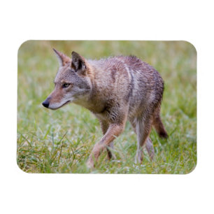 Íman Coióte em campo, Cades Cove