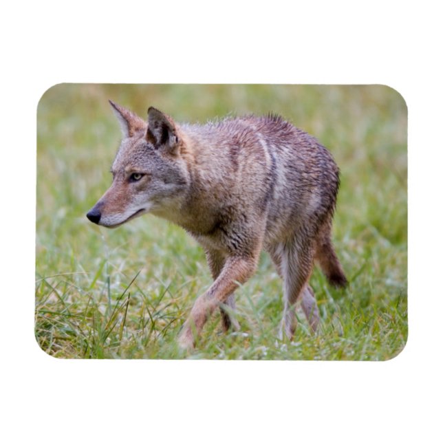 Íman Coióte em campo, Cades Cove (Horizontal)