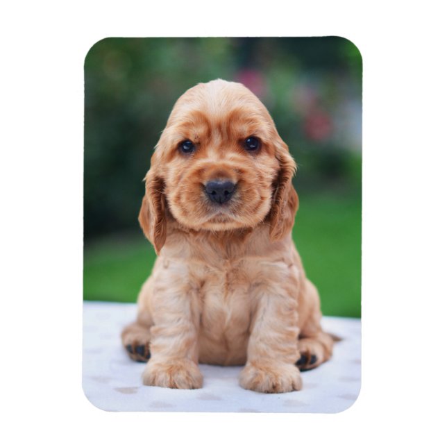 Íman Coker Spaniel Puppy (Vertical)