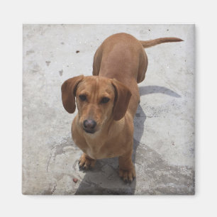 Íman Coleção bonito do Dachshund