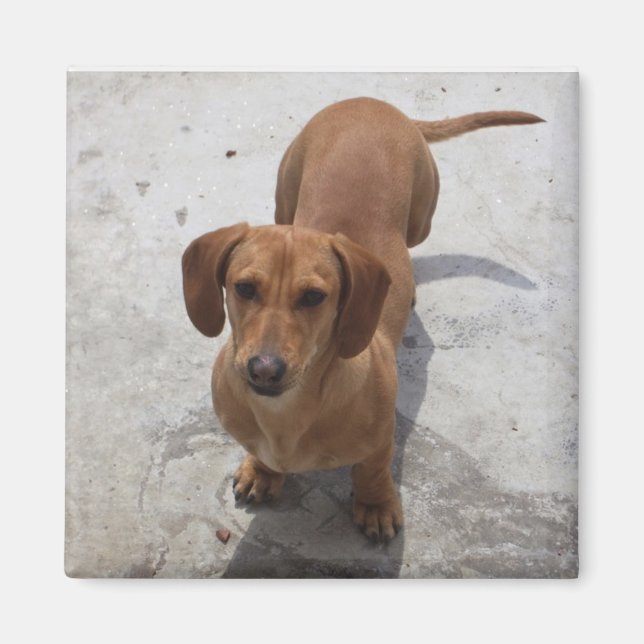 Íman Coleção Cute Dachshund (Frente)
