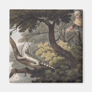 Íman Coletor mexicano do lagarto, gravado por Matthew