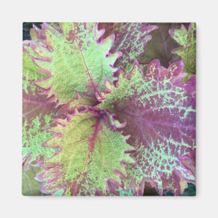 Íman Coleus