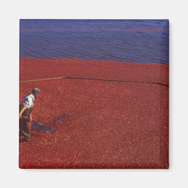 Íman Colheita de Cranberry, Middleboro, MA, EUA (Frente)
