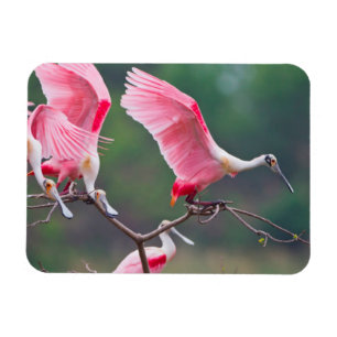 Íman Colheres Rosadas (Ajaia Ajaja) Pousando