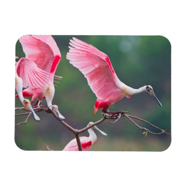 Íman Colheres Rosadas (Ajaia Ajaja) Pousando (Horizontal)