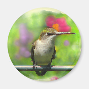 Íman Colibri
