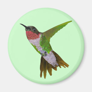 Íman Colibri