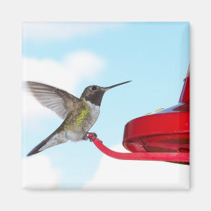 Íman Colibri bonito e ímã quadrado do alimentador