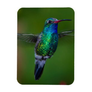 Íman Colibri de flutuação