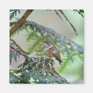 Íman Colibri do bebê que cola para fora sua língua