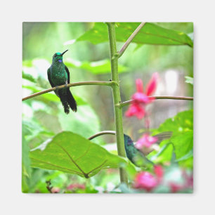 Íman Colibri e flores tropicais