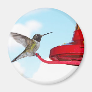 Íman Colibri e ímã bonitos do alimentador