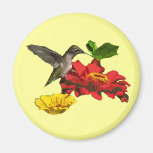 Íman Colibri e Zinnias