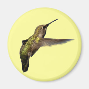 Íman Colibri em vôo em volta do ímã