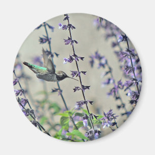 Íman Colibri feliz II
