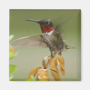 Íman Colibri impressionante