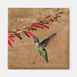 Íman Colibri que alimenta no jardim
