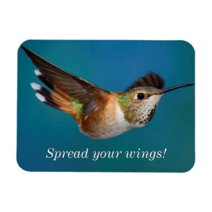 Íman Colibri Rufous