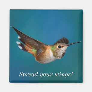 Íman Colibri Rufous