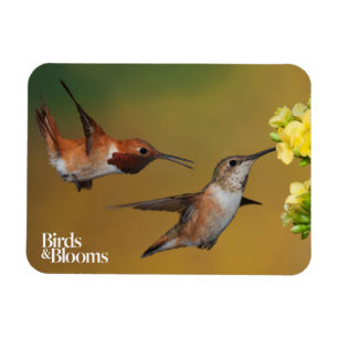 Íman Colibri Rufous de flutuação