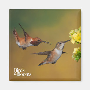 Íman Colibri Rufous de flutuação